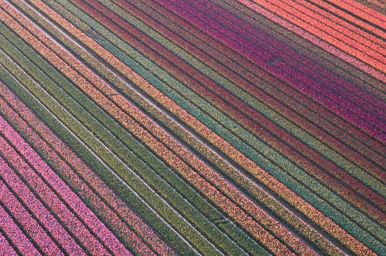 aerial view of colorful tulip fiels