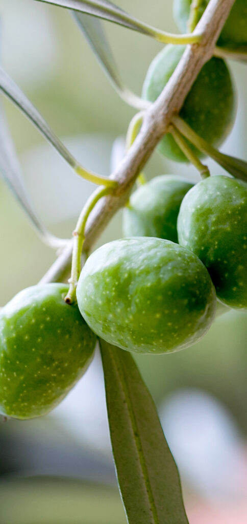 Olives growing on a branch