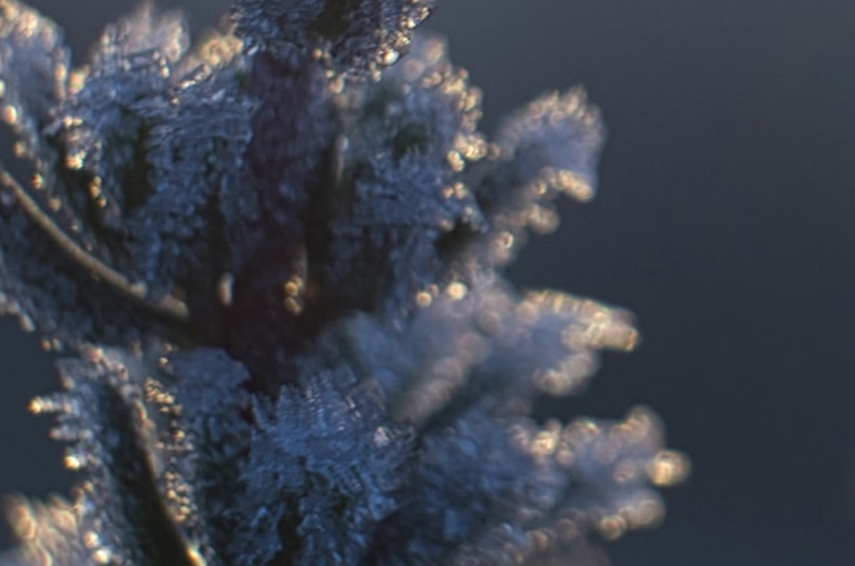 close up of a frozen plant